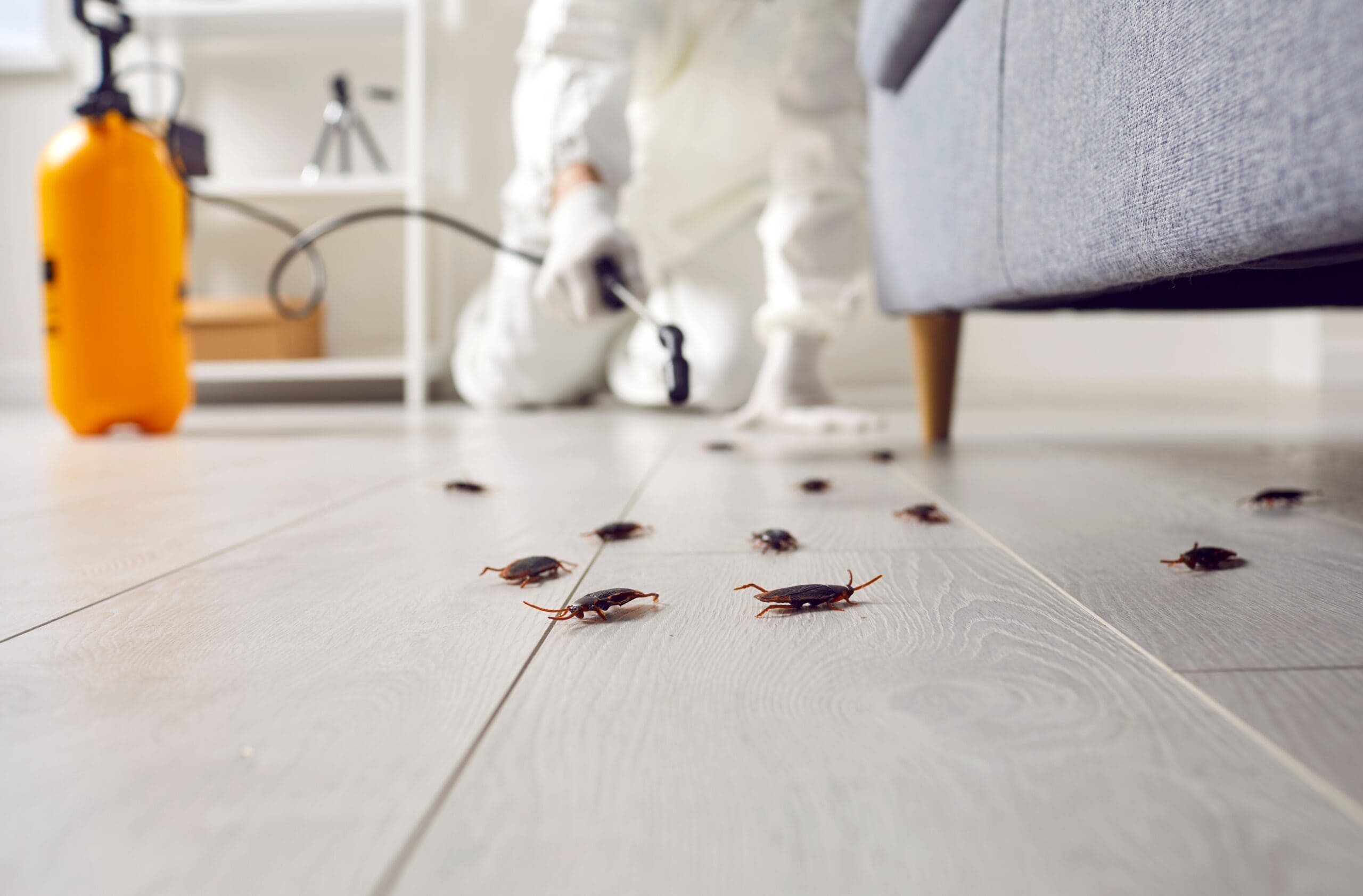 Professional Pest Control Video Editing