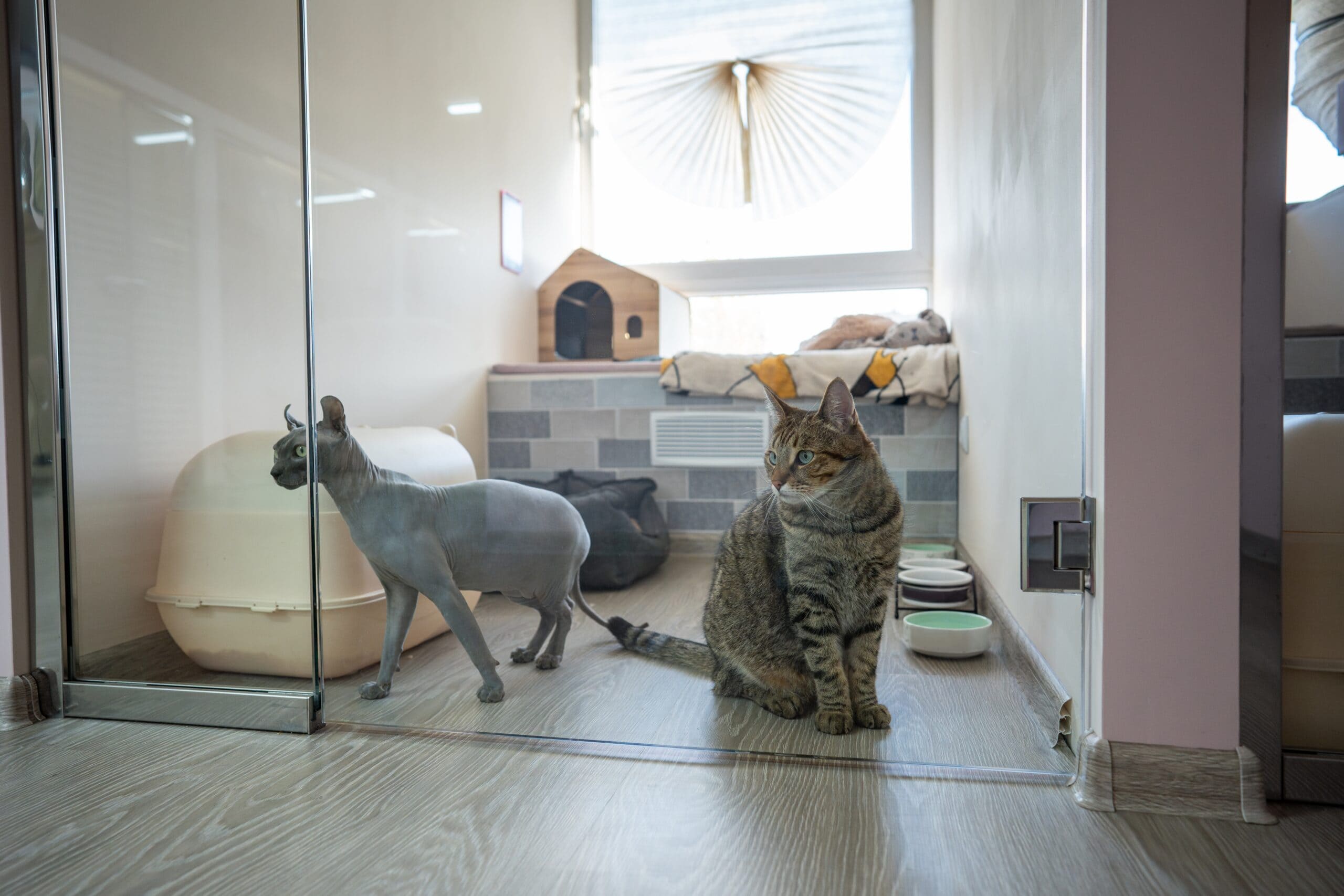 Pet Boarding & Daycare Video Editing Services 1 Pet Boarding & Daycare Video